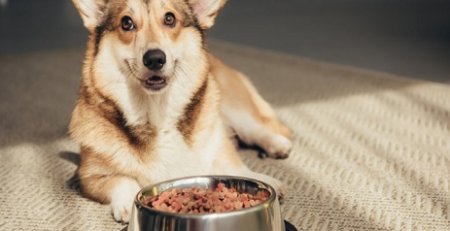 keep dogs healthy and fit in the summer